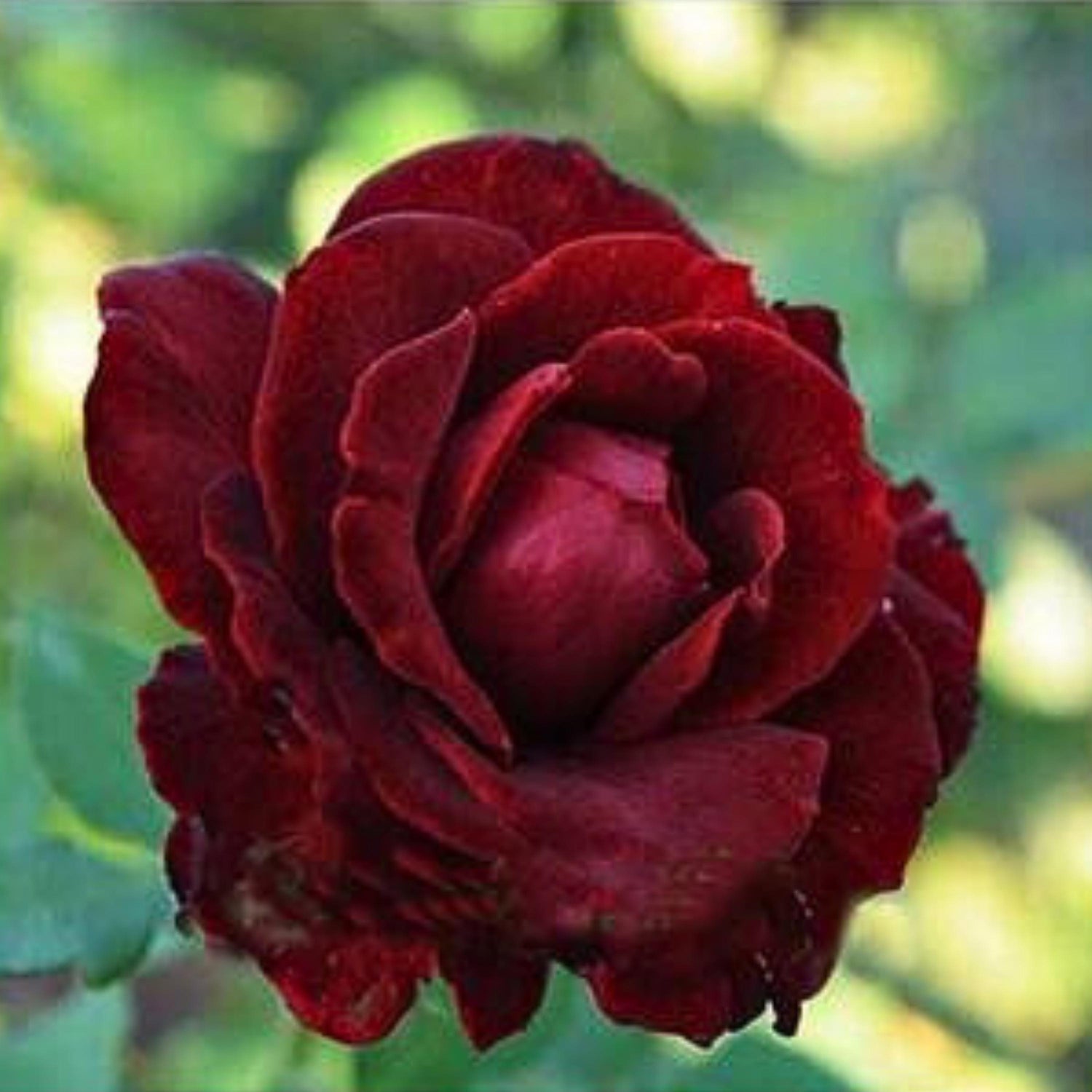 8967